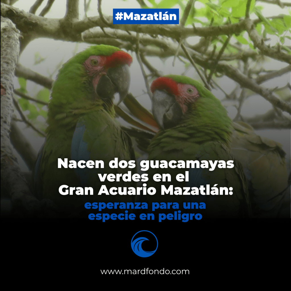Nacen dos guacamayas verdes en el Gran Acuario Mazatlán: esperanza para una especie en&nbsp;peligro